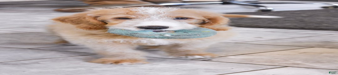 Archie