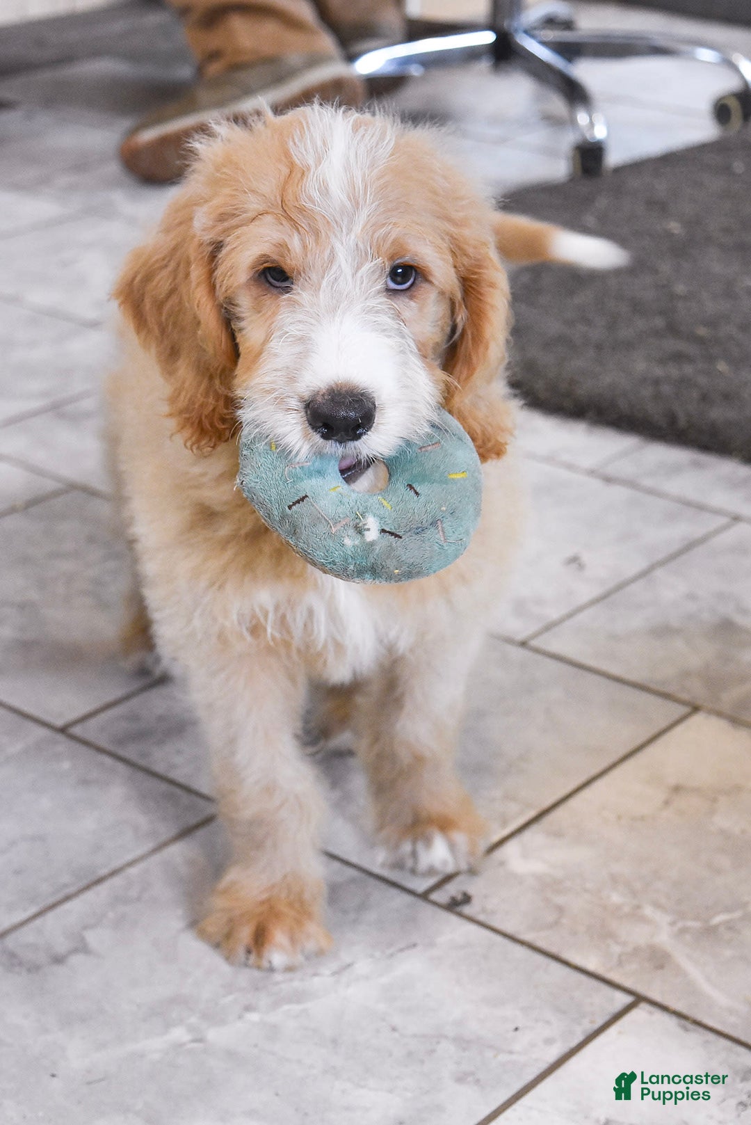 Goldendoodle dogs for sale: Archie - Image 1