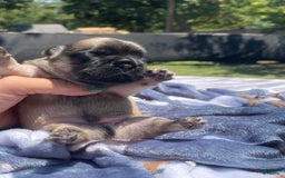 French Bulldog dogs for sale: French Bulldog 4 puppies - Image 12