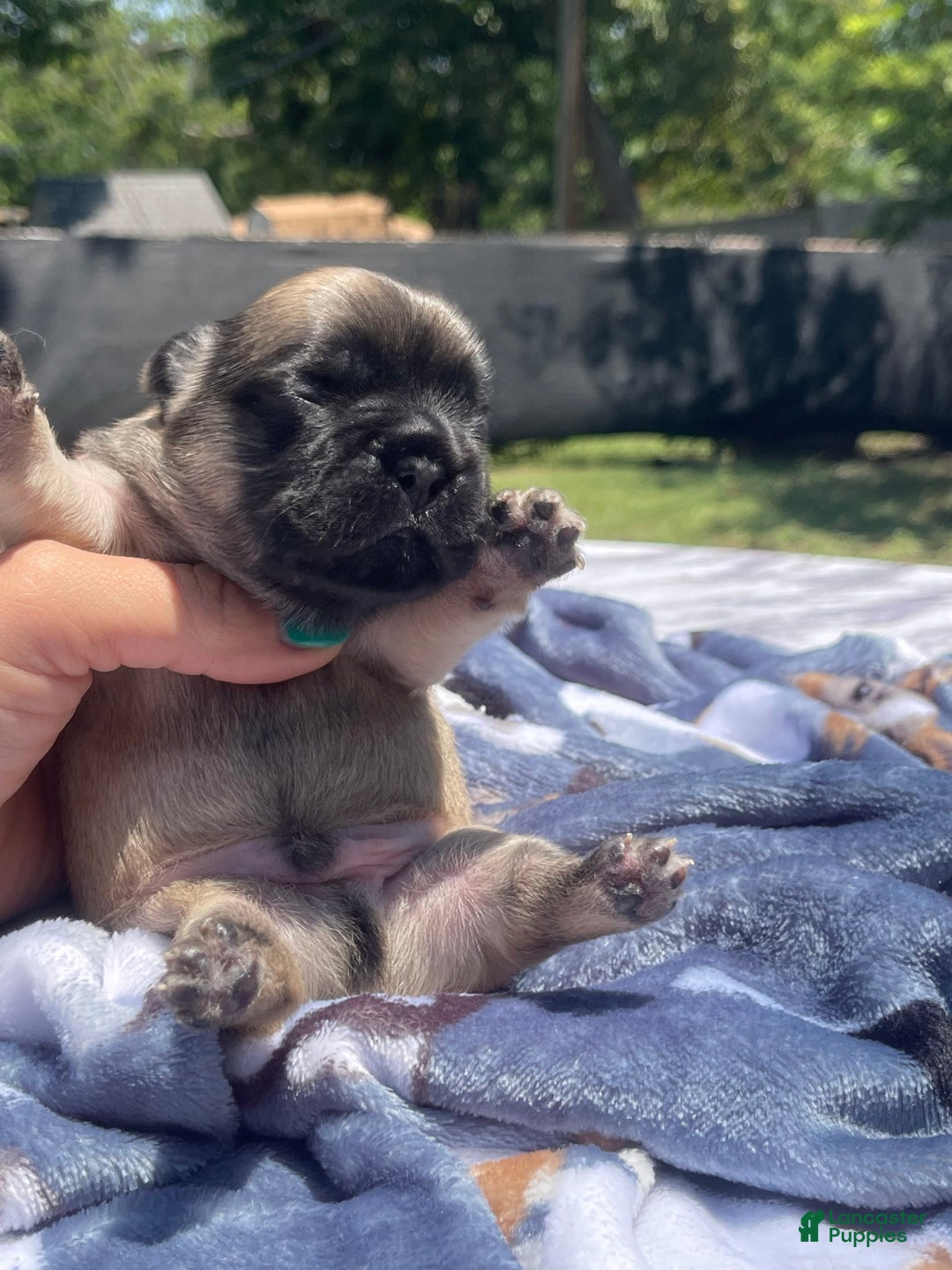 French Bulldog dogs for sale: French Bulldog 4 puppies - Image 12