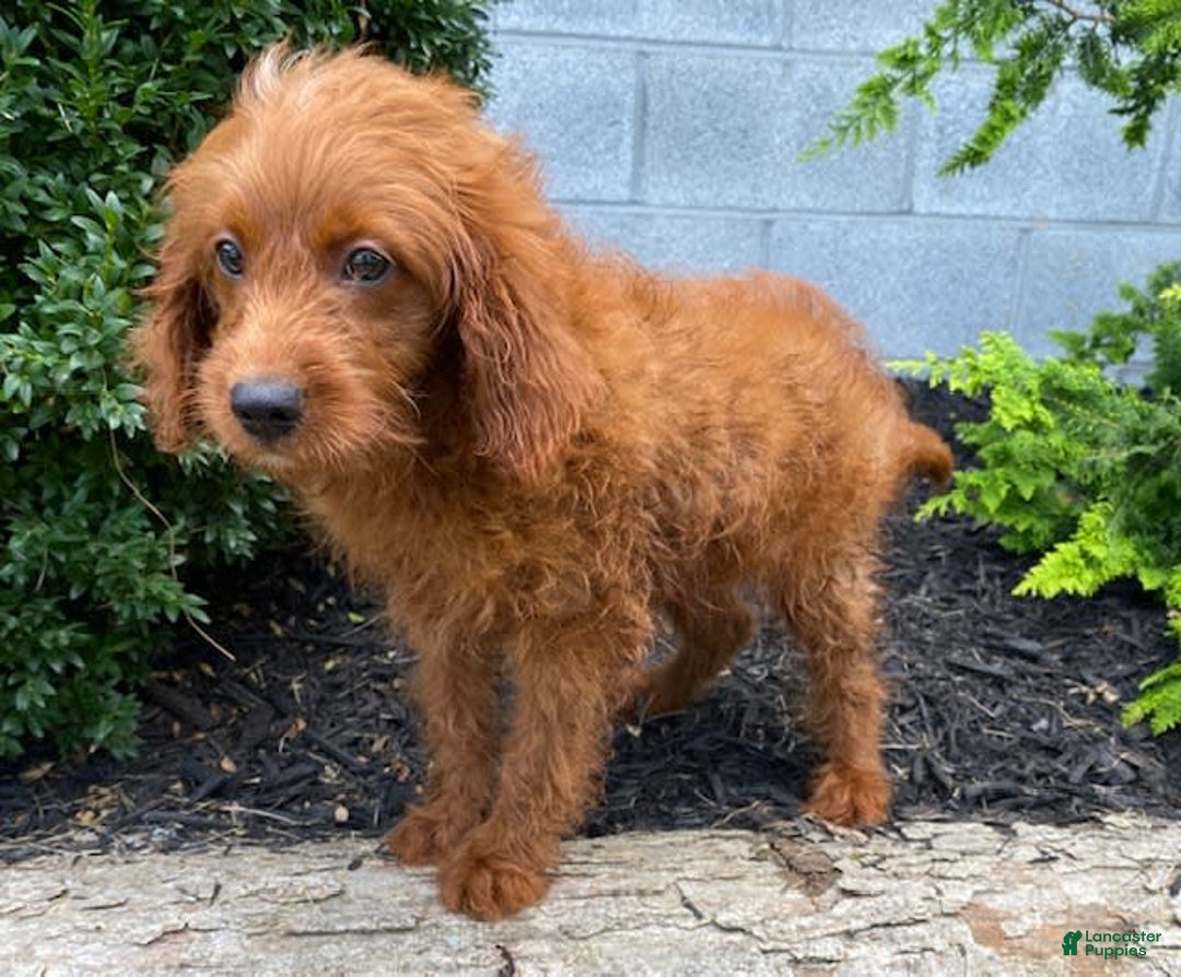 Cavapoo dogs for sale: Parker - Image 6