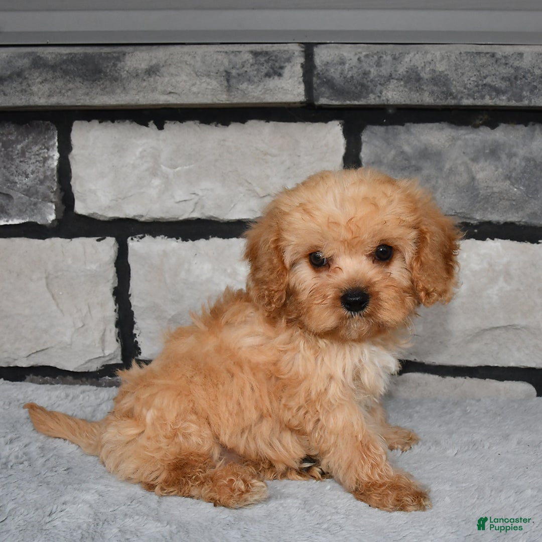 Cavapoo dogs for sale: Bowser - Image 2