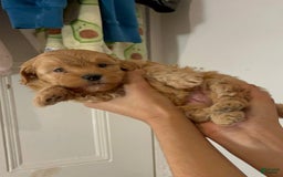 Maltipoo dogs for sale: Kelvin - Image 1