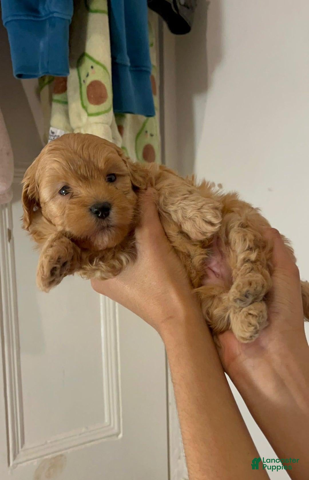 Maltipoo dogs for sale: Kelvin - Image 1