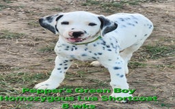Dalmatian dogs for sale: Peppers Green Boy - Image 15