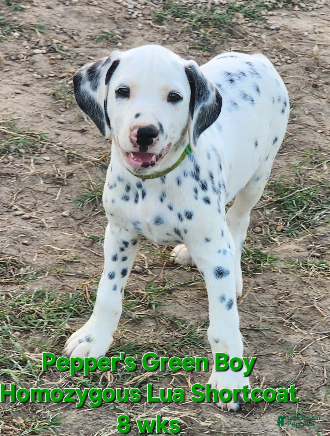 Dalmatian dogs for sale: Peppers Green Boy - Image 15