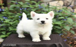 West Highland Terrier dogs for sale: Danny - Image 1