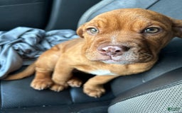 English Bulldog dogs for sale: Maggie - Image 1