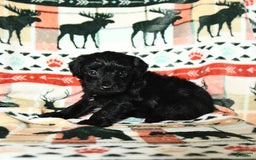 Yorkiepoo dogs for sale: Champ - Image 3