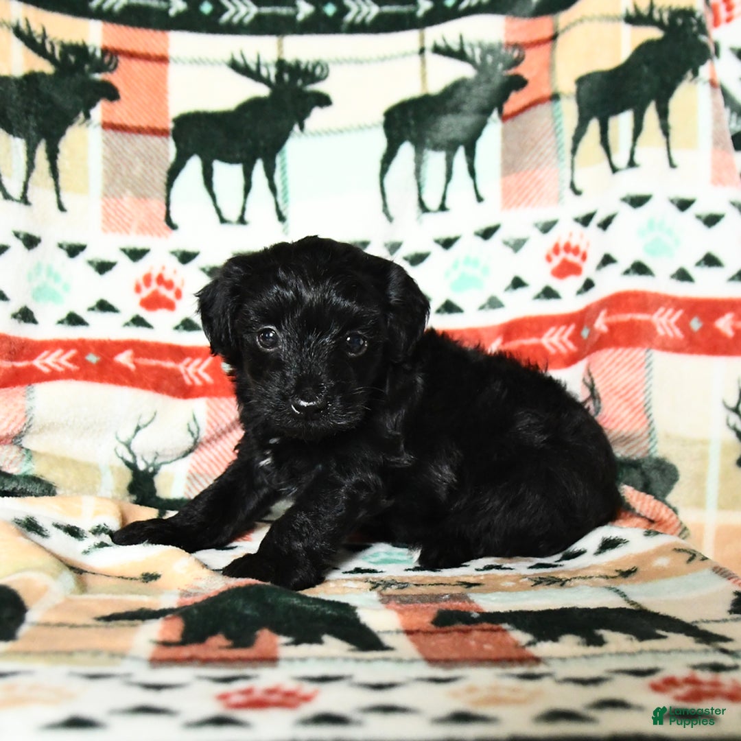 Yorkiepoo dogs for sale: Champ - Image 3