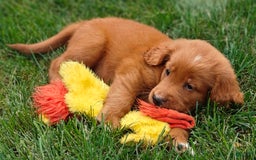 Goldendoodle dogs for sale: River - Image 17