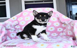 Shiba Inu dogs for sale: Martha - Image 1
