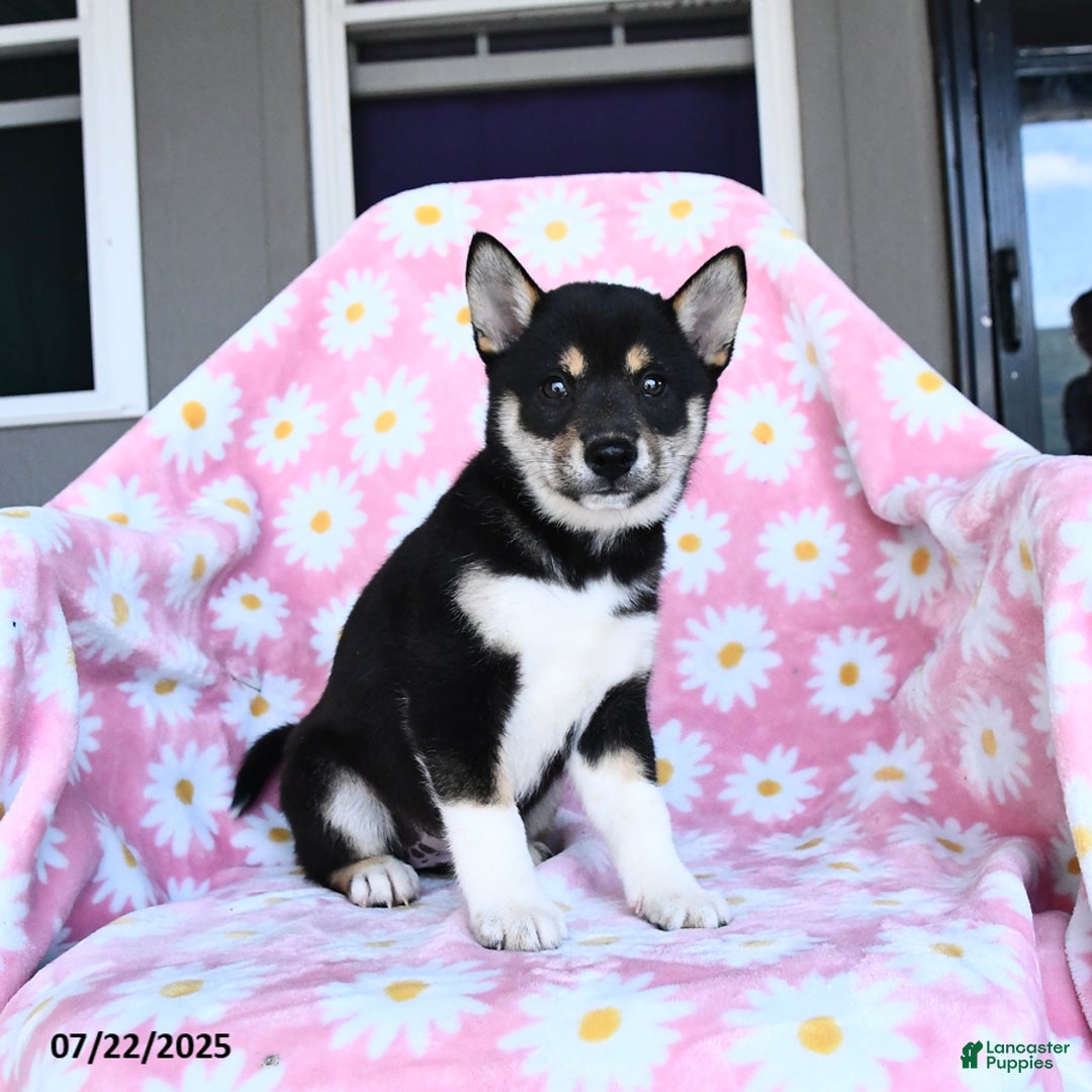Shiba Inu dogs for sale: Martha - Image 1