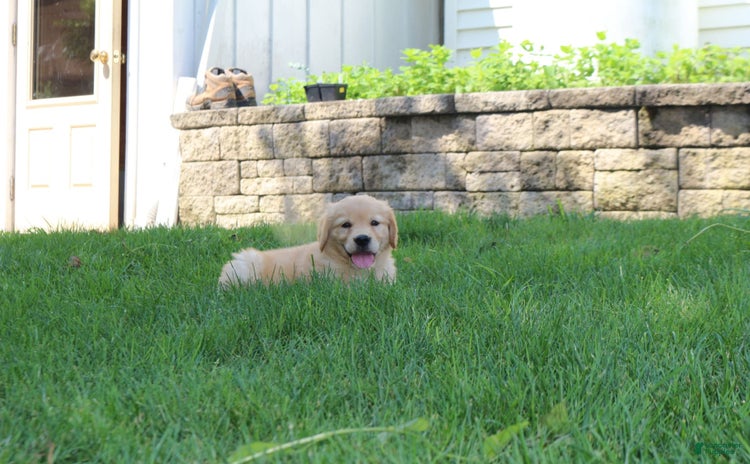 Golden Retriever dogs for sale - Ad 4