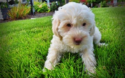 Havapoo dogs for sale: Valentino - Image 6
