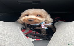 Cavapoo dogs for sale: Dixie - Image 10