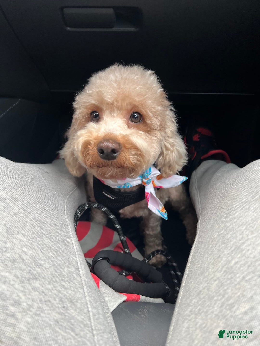 Cavapoo dogs for sale: Dixie - Image 10