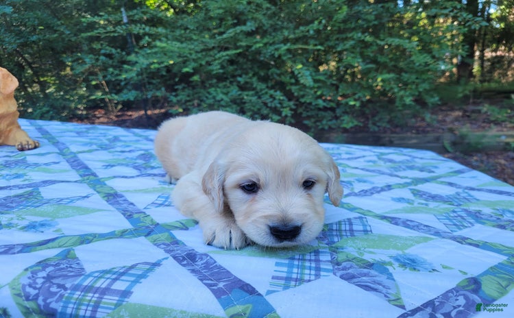 Golden Retriever dogs for sale - Ad 2