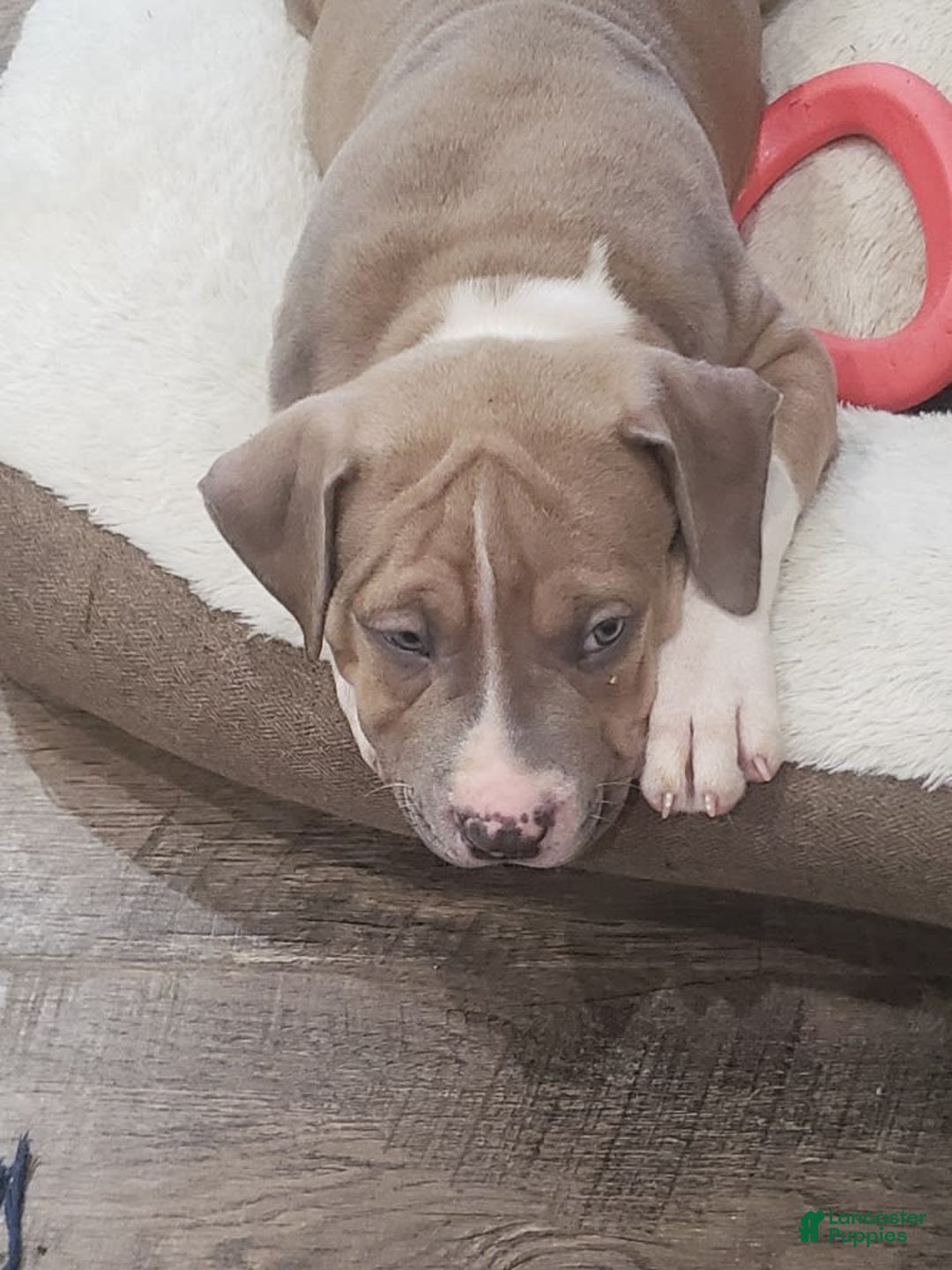 American Bully dogs for sale: Socks - Image 24