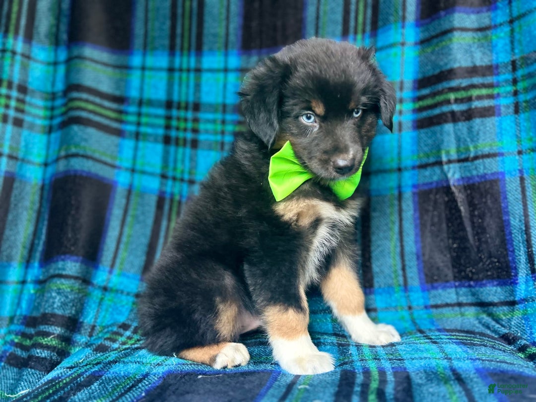 Miniature Australian Shepherd dogs for sale: Moose - Image 3