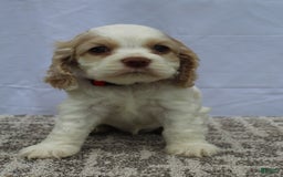 Cocker Spaniel dogs for sale: Sofie - Image 6