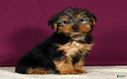 Yorkshire Terrier dogs for sale: Jordan - Image 8