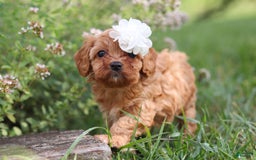 Cavapoo dogs for sale: Winnie - Image 4