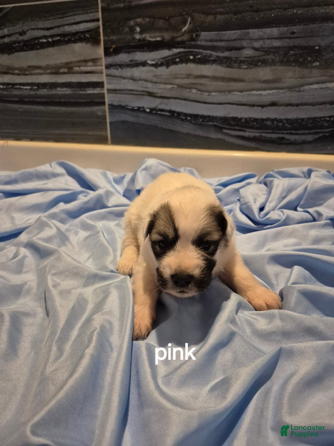 Great Pyrenees dogs for sale: Pink - Image 2