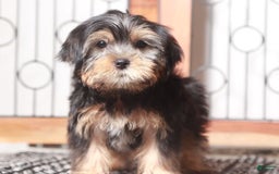 Shorkie dogs for sale: Peter - Image 3