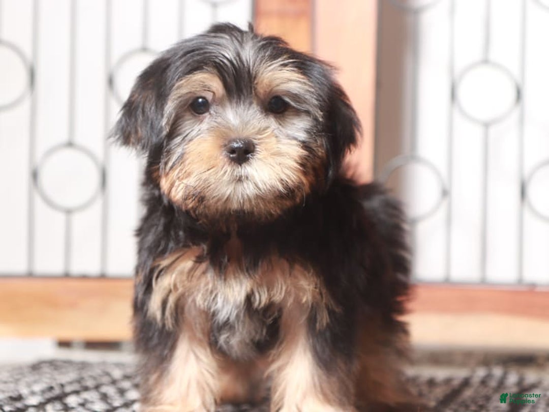Shorkie dogs for sale: Peter - Image 3