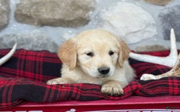 Golden Retriever dogs for sale: Sammy - Image 3