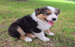 Australian Shepherd dogs for sale: Nate - Image 10