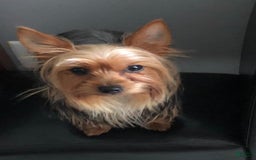 Yorkshire Terrier dogs for sale: Milo - Image 7