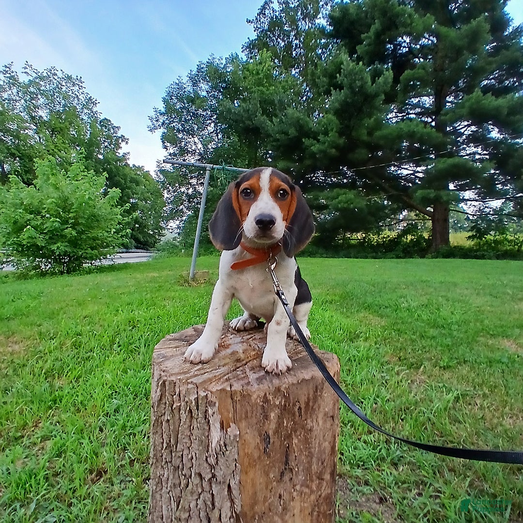 Beagle dogs for sale: Max - Image 5