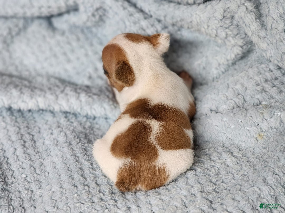 French Bulldog dogs for sale: Meatball - Image 6