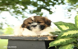 Shih Tzu dogs for sale: Lulu - Image 5