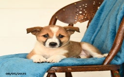 Australian Cattle Dog dogs for sale: Chester - Image 3