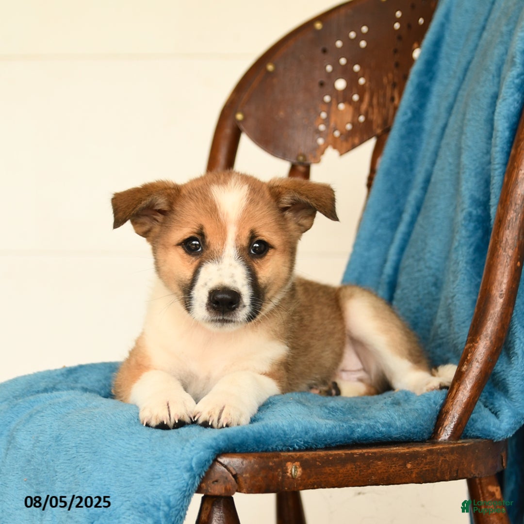 Australian Cattle Dog dogs for sale: Chester - Image 3