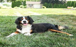 Miniature Bernese Mountain Dog dogs for sale: Maple - Image 6