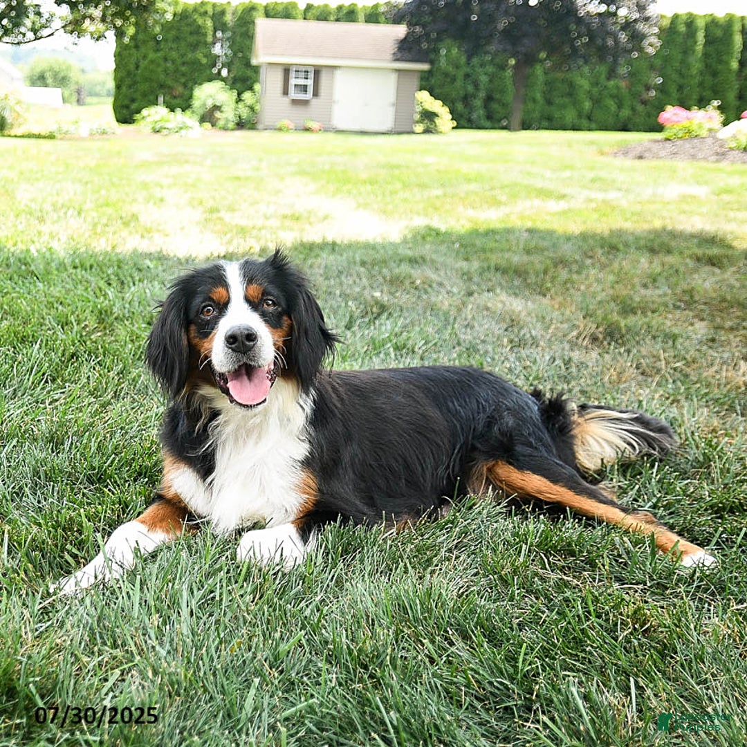 Miniature Bernese Mountain Dog dogs for sale: Maple - Image 6