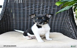 Pomeranian dogs for sale: Pomeranian 4 puppies - Image 5