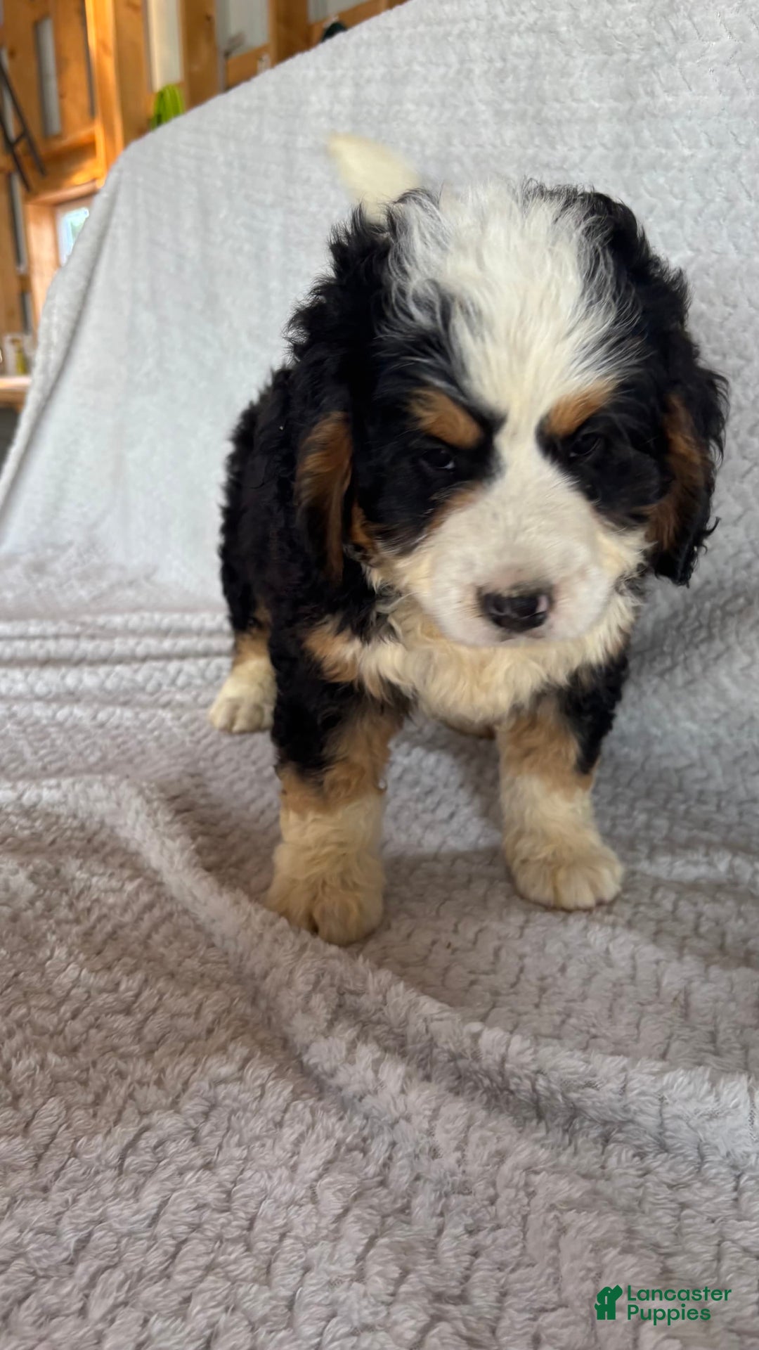 Mini Bernedoodle dogs for sale: Marshall - Image 2