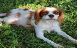 Cavalier King Charles Spaniel dogs for sale: Sage - Image 10