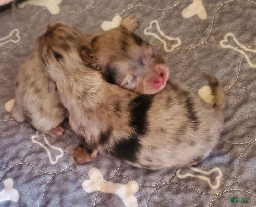 Pomeranian dogs for sale: Buzz - Image 22