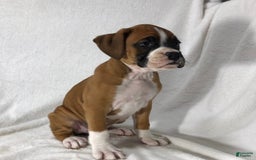 Boxer dogs for sale: Roxie - Image 3
