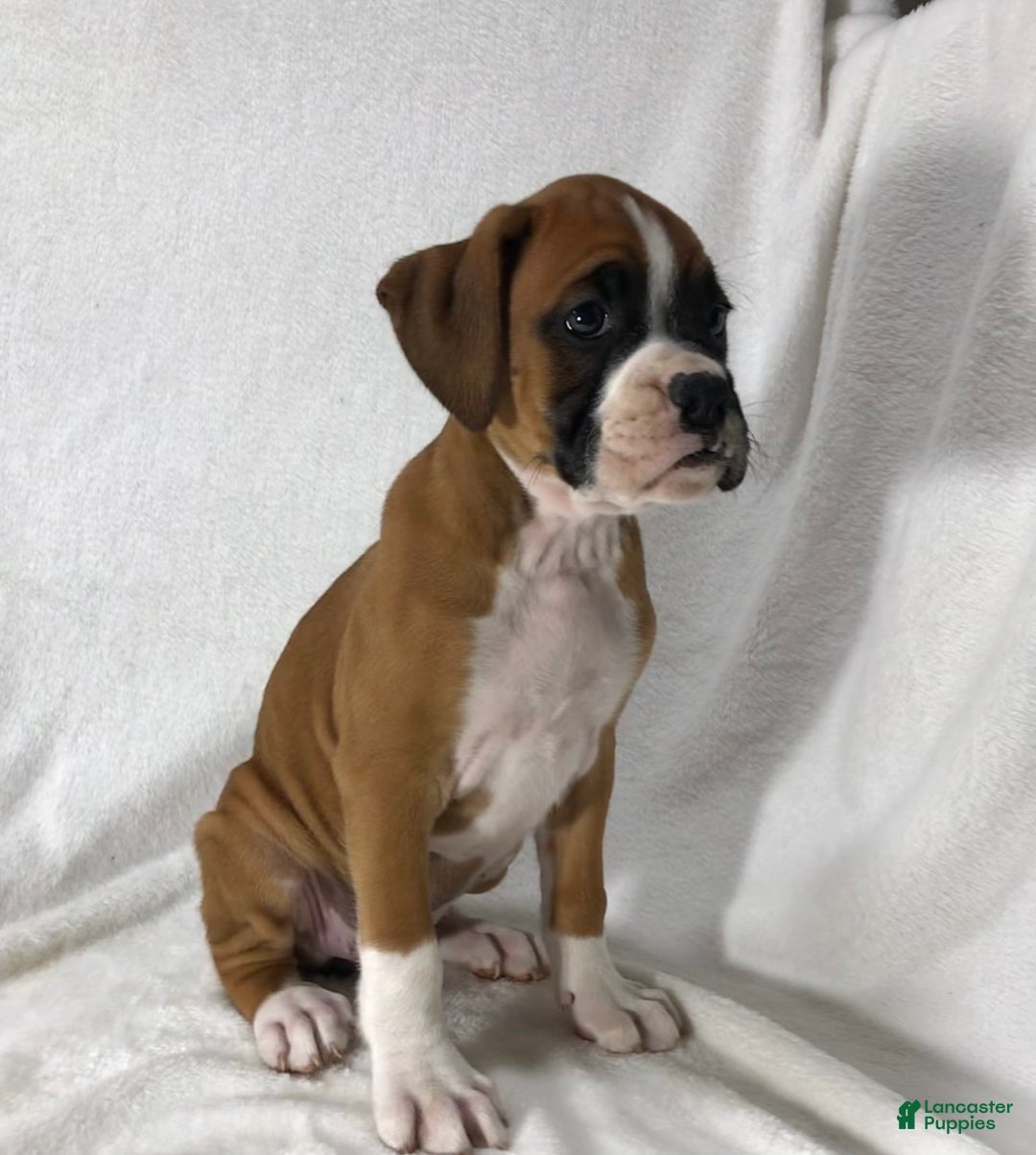 Boxer dogs for sale: Roxie - Image 3
