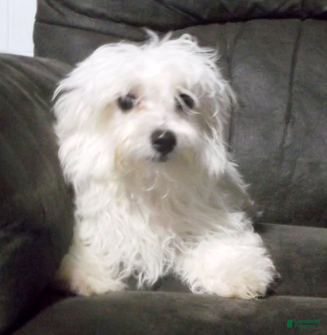 Maltese dogs for sale: Maverick - Image 2