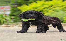 Newfypoo dogs for sale: Tanner - Image 6