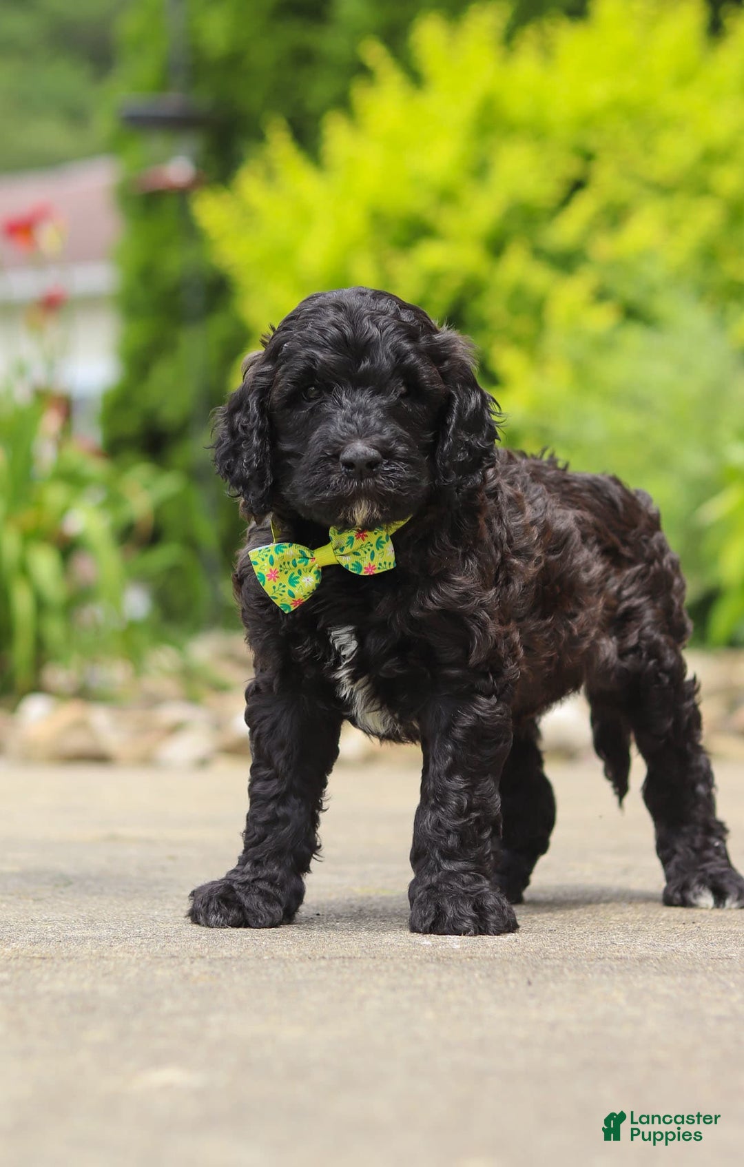 Newfypoo dogs for sale: Tanner - Image 6