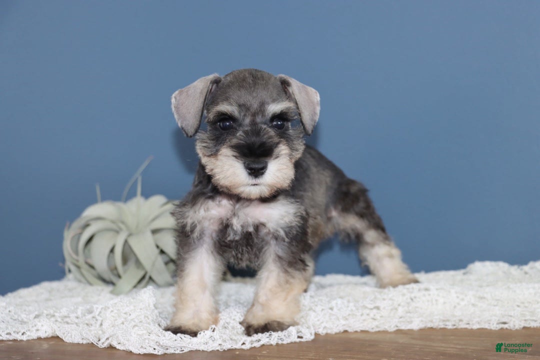 Miniature Schnauzer dogs for sale: Alivia - Image 3